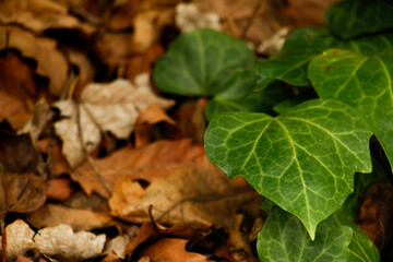 Common Ivy (Hedera helix), plant, Close-up of common ivy, Common ivy on an autumn background, Dried leaves, Autumn