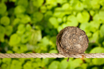 close up of a trunk, Rope Knot, Tree, Tree trunk, Rope tied to a Tree Trunk with a green plant background, Green, Abstract Rope and Trunk