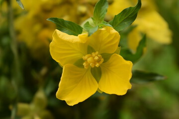 yellow flower ludwigia peruviana close up with green background