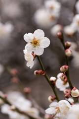 早春の白梅