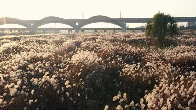 한국 기차길이 있는 강변 억새밭 가을 풍경
Autumn scenery of reed fields along the river with a Korean train track 