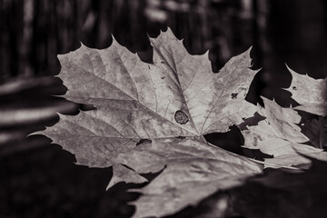 Macro  - Forest - Europe, Romania, Suceava region