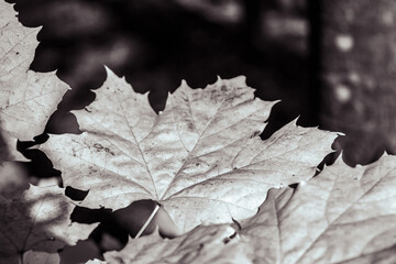 Macro  - Forest - Europe, Romania, Suceava region