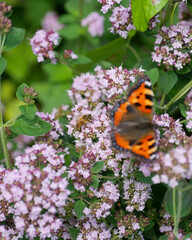A bee and a butterfly sitting on a blooming oregano plant.