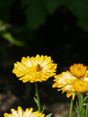 Honey Bee sitting on a yellow Calendula flower