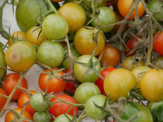 Harvested tomatoes.