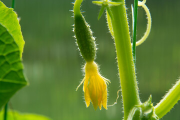 Small green cucumber with yellow flower on blurred green background