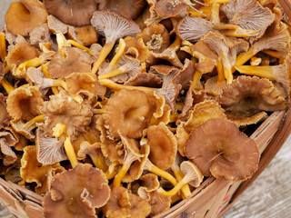  Yellowfoot mushrooms close-up (raterellus tubaeformis)