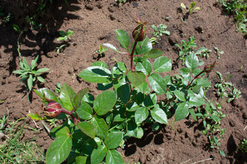 Red rose bud on a background of green leaves in the garden in summer