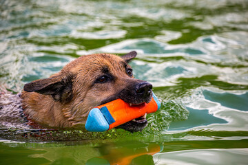 Schäferhund apportiert im Freibad im Wasser in Calw Stammheim sein Spielzeug und schwimmt damit. Baden-Württemberg, Nordschwarzwald
