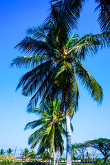 Fototapeta premium View of coconut trees rising high on the embankment