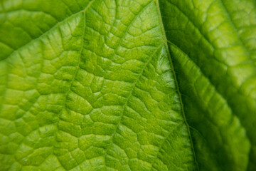 Green cucumber leaf close up