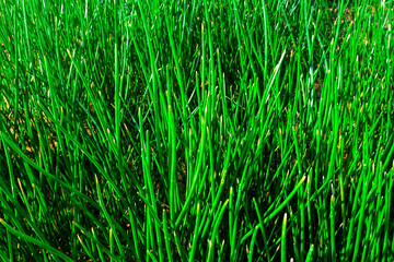Small leaf green grass texture, suitable for background