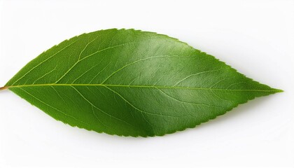 Obraz premium green leaf on a white background