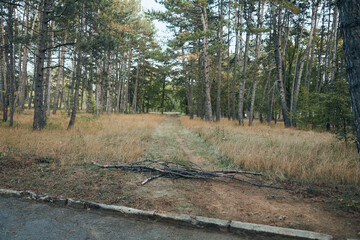 Obraz premium scenic forest road with fallen tree on the side in tranquil natural setting