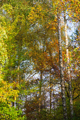 Looking up beautiful tree canopy with autumn leaves and birch trees at public park named Irchel at Swiss City of Zürich on a sunny autumn day. Photo taken November 8th, 2024, Zurich, Switzerland.
