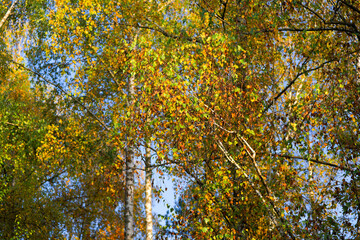 Looking up beautiful tree canopy with autumn leaves and birch trees at public park named Irchel at Swiss City of Zürich on a sunny autumn day. Photo taken November 8th, 2024, Zurich, Switzerland.