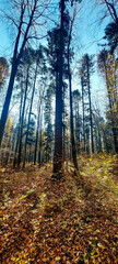 Fototapeta premium Landscapes - Forest - Europe, Romania, Suceava region