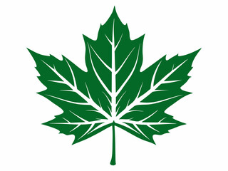 green maple leaf vector illustration