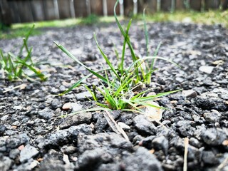 young grass makes its way through the asphalt