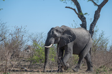Fototapeta premium Lone African elephant bull strolling through the dry African winter veldt looking for food.