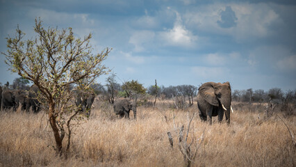 A vast herd of African elephants, guided by the matriarch, traverses the arid savanna.