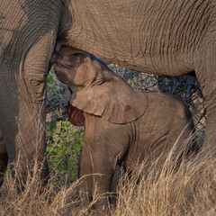 Close up, side view of a small African elephant calf suckling from its mother  © robbyh
