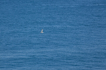 Bird flying over the ocean