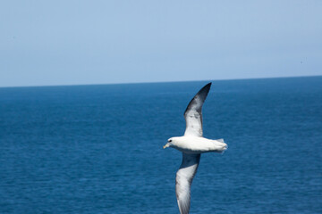 Bird flying over the ocean