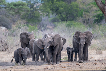 A small breeding herd of African elephants emerging from the tree line as they march towards a...