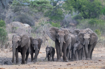 A breeding herd of African elephants following the herd matriarch while approaching head on to a...
