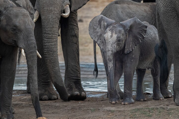 Small African elephant calf looking bewildered as he is surrounded by the accompanying herd members...
