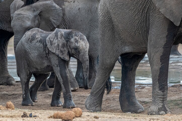African elephant calf being shepherded by the close flanking herd members to ensure her safety  