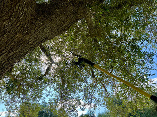 HARVESTING OLIVES WITH A BLAST HOLDER, FROM UNDER THE TREE 7