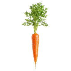Fresh carrot with green leaves, white isolated background