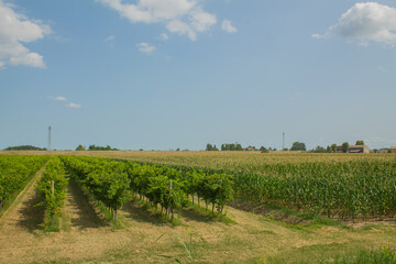 Fototapeta premium Vineyards in Italy. Grape trees and vines and bushes with green grape leaves and branches and fruits growing in Italian countryside in the summer during the sunny days 