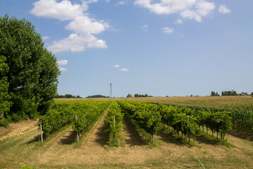 Naklejka premium Vineyards in Italy. Grape trees and vines and bushes with green grape leaves and branches and fruits growing in Italian countryside in the summer during the sunny days 