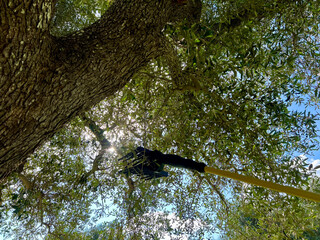 HARVESTING OLIVES WITH A BLAST HOLDER, FROM UNDER THE TREE 3