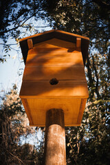 Wooden box for raising bees, surrounded by nature, with shadows and sunlight at dusk.