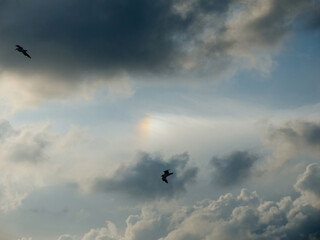 Overcast sky with dark clouds and a faint sun halo, accompanied by birds flying across a serene, moody atmosphere