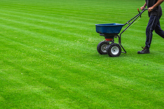 Groundsman spreads fertilizer for grass on a football pitch