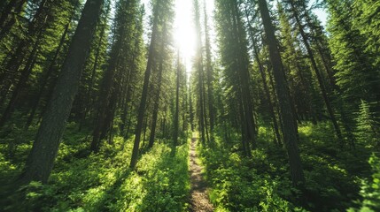 A serene forest path bathed in sunlight, surrounded by tall trees, creating an atmosphere of tranquility and natural beauty, inviting introspection and peace.