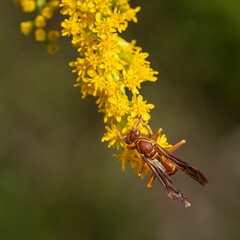Wasp on vibrant yellow flowers