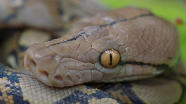 Python crawls on rocks and grass.