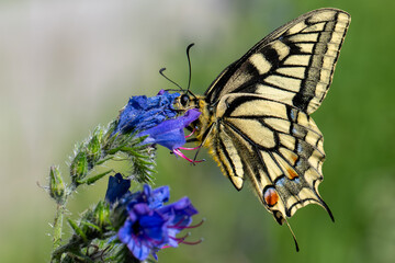 Papillon Machaon