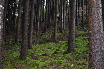 Fototapeta premium forest in autumn