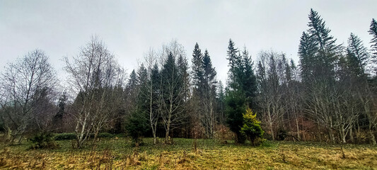 Obraz premium Landscapes - Forest - Europe, Romania, Suceava region