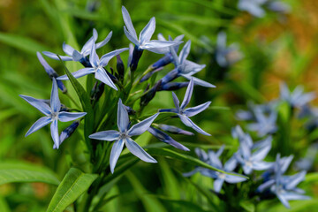 A Japanese Bluestar with petals as sharp as shuriken