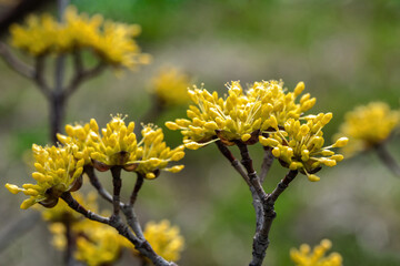 Japanese cornel, with many buds beginning to bloom