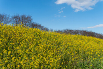 Obraz premium Yellow rapeseed blossoms blooming all over the hill